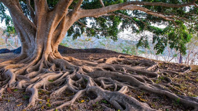 roots around a tree, know how deep and far-reaching the root system is, things to consider before planting a tree on your seattle property, sound tree care