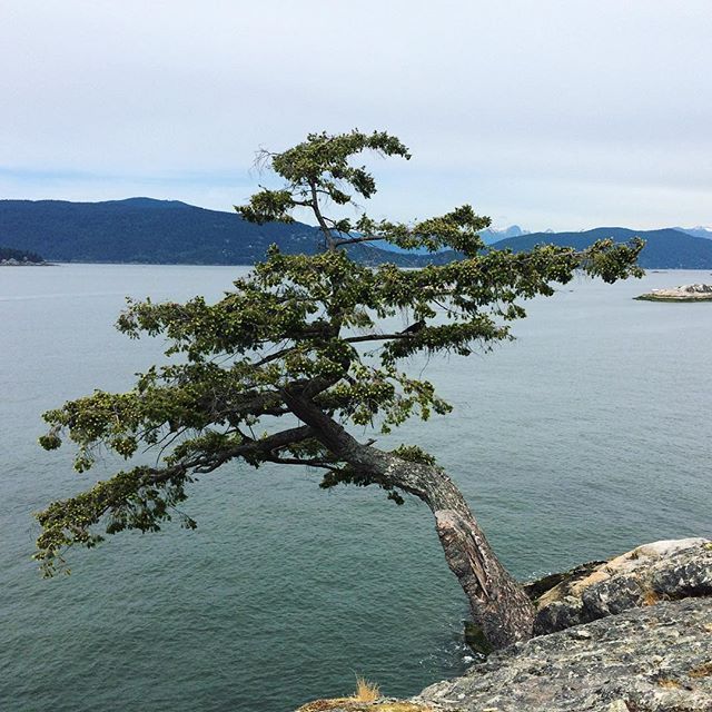 Twisted shore pine tree near the Puget Sound shoreline