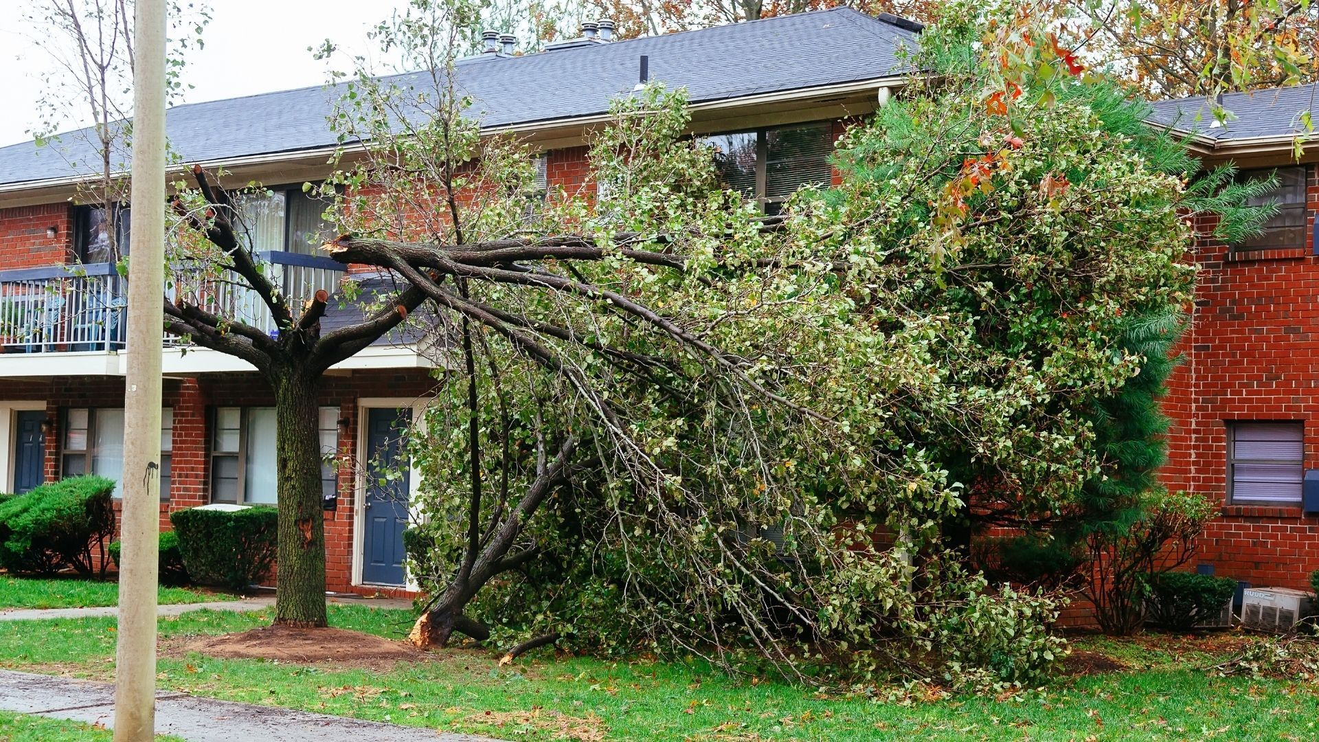 storm damaged tree by multi unit housing
