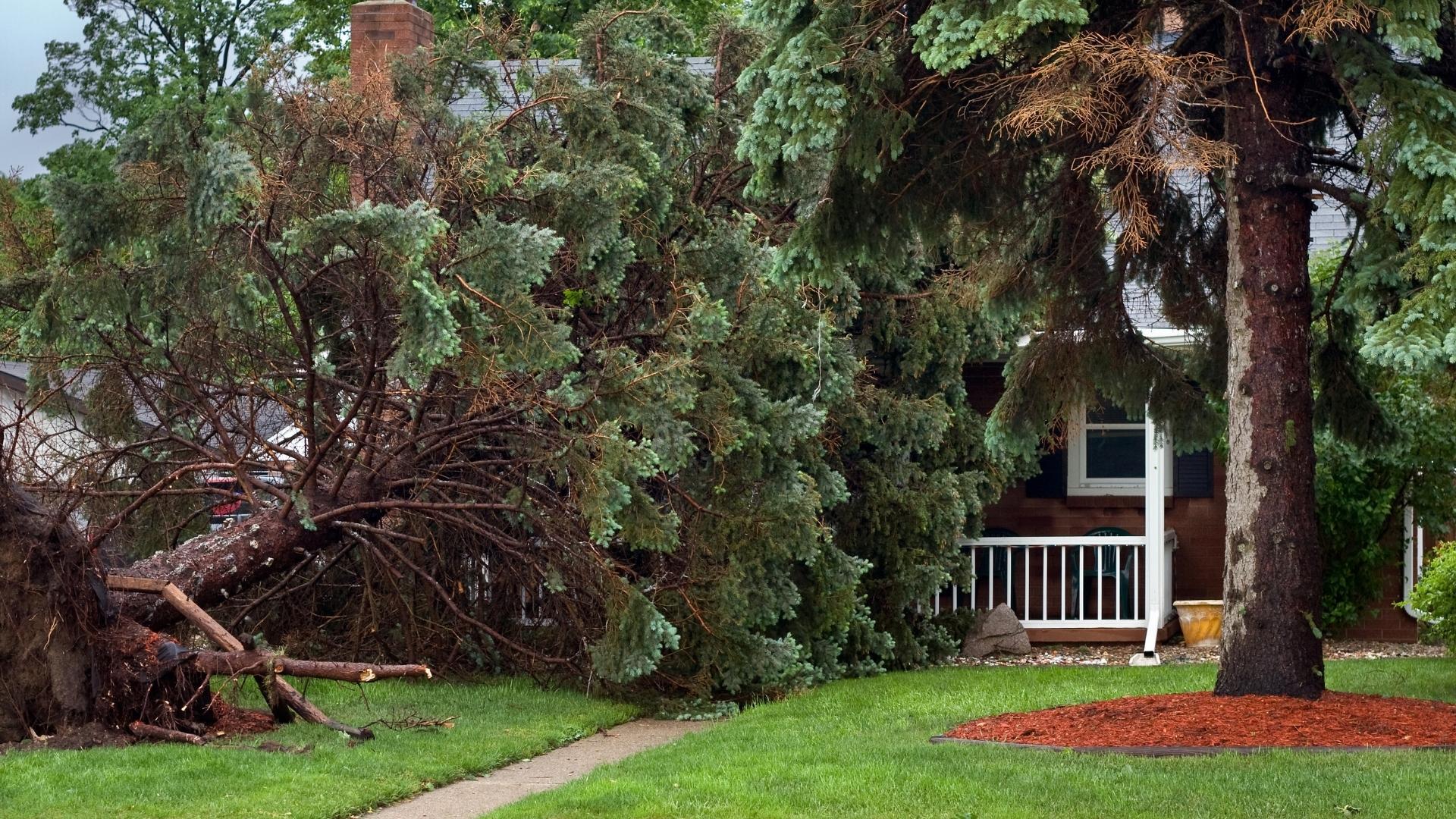 tree fallen on home during storm
