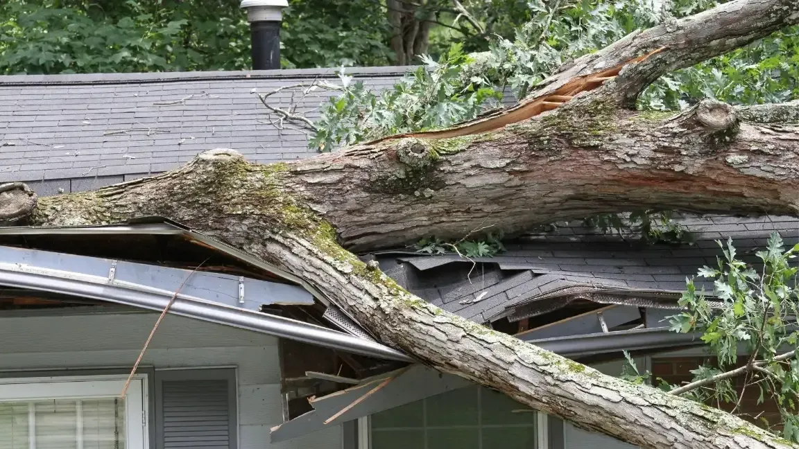 tree falls on home