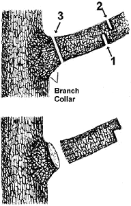three step pruning method for removing thicker branches on an apple tree, pruning fruit trees for better fruit production.