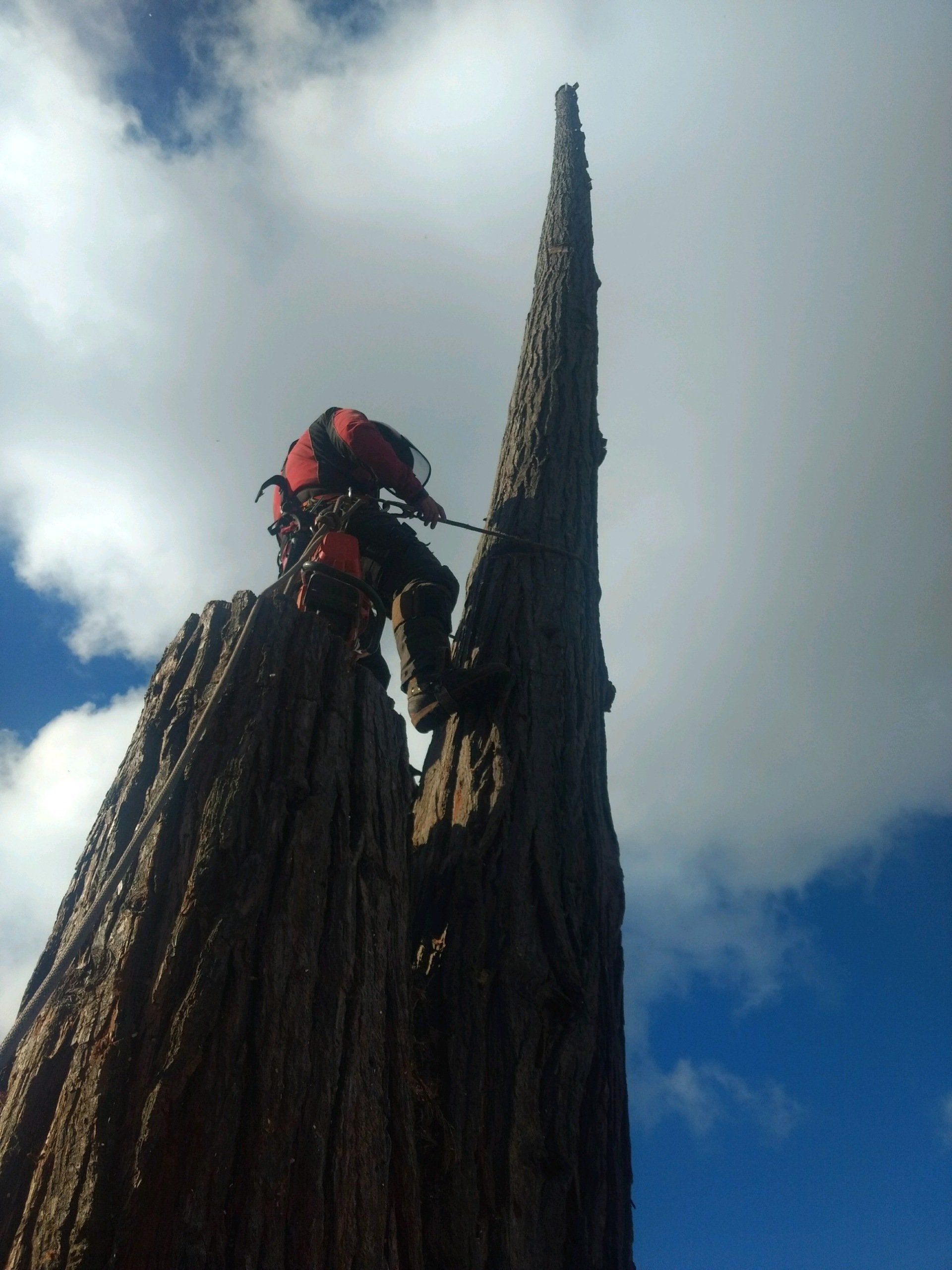 Tree climber removes tree