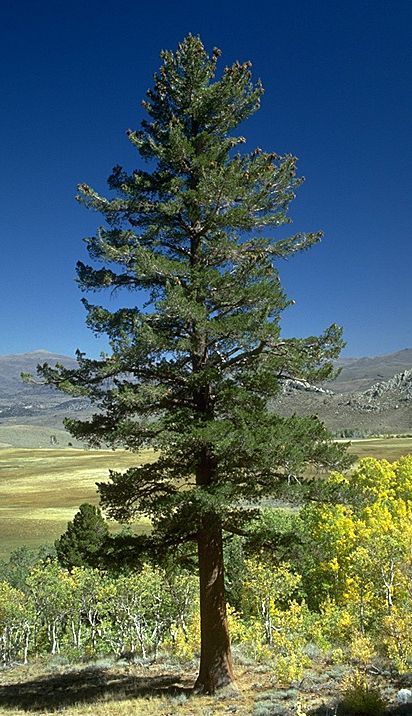 Western white pine evergreen in a residential landscape