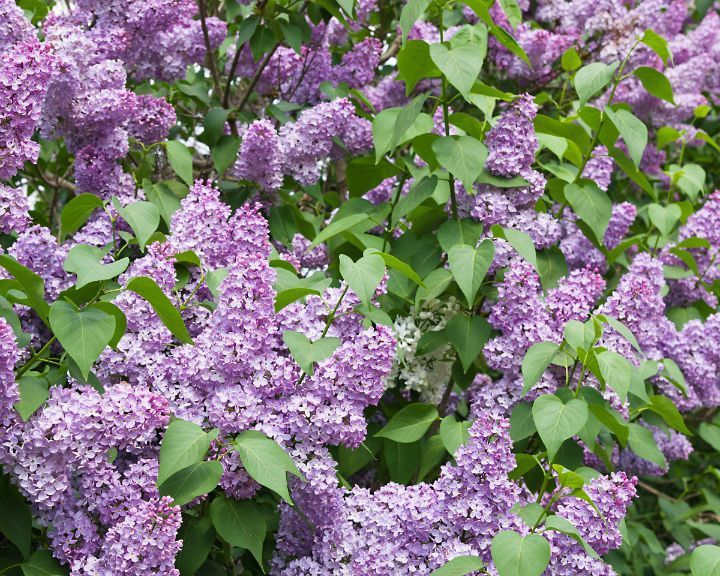 lilac bush in bloom, when to trim and prune flowering plants in Seattle WA