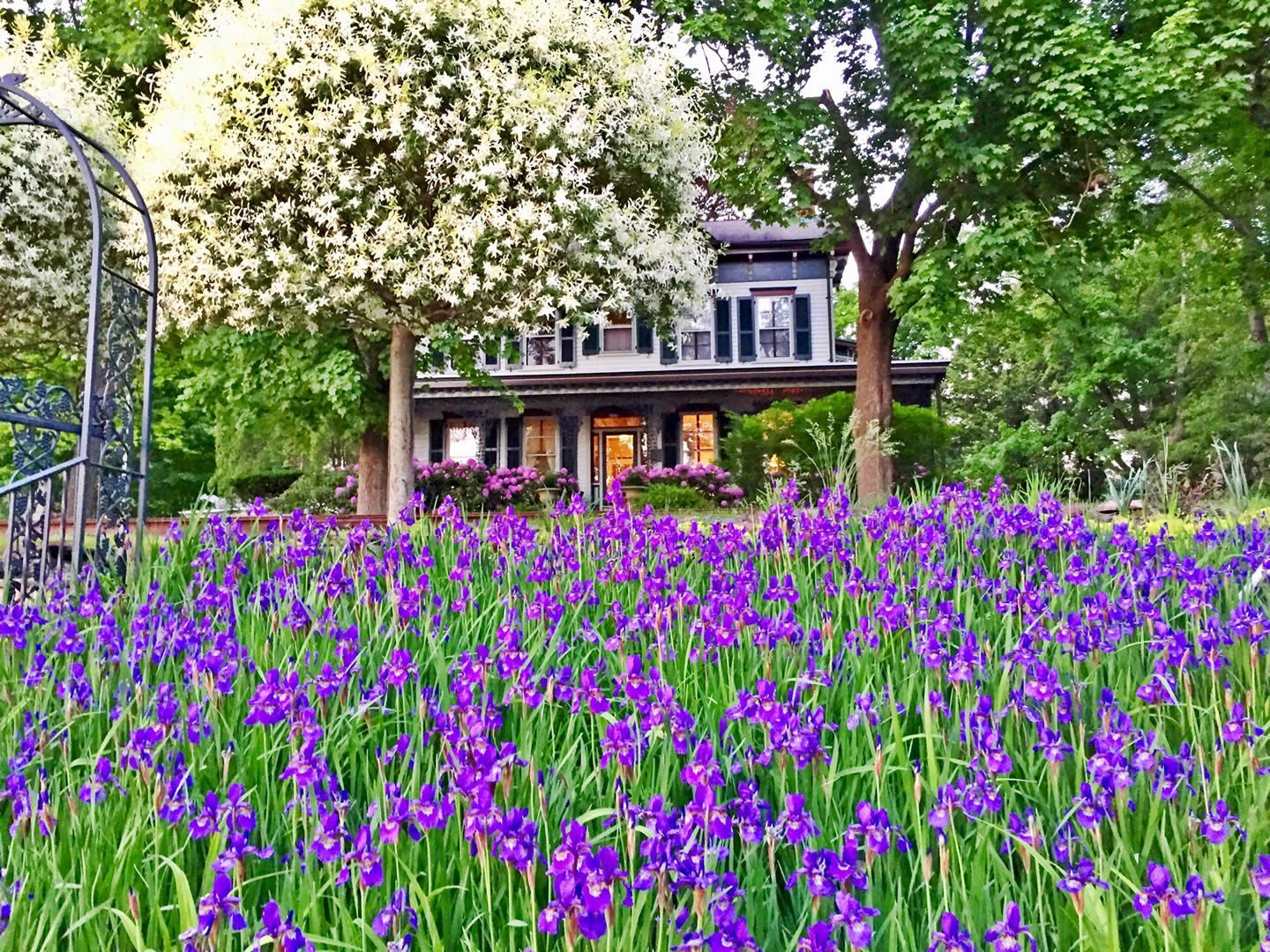 A field of purple flowers in front of a house.