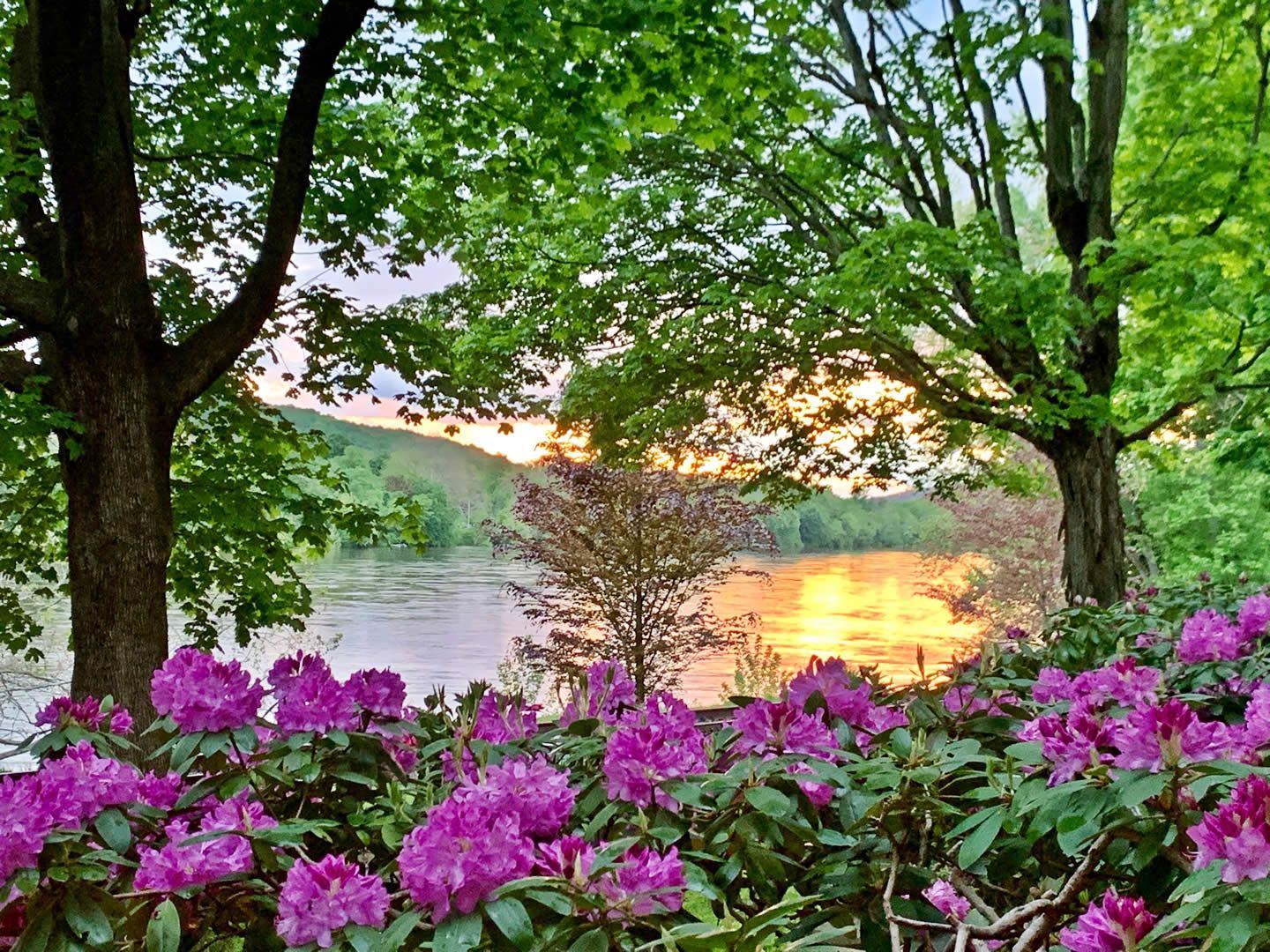 There are purple flowers in the foreground and a lake in the background.