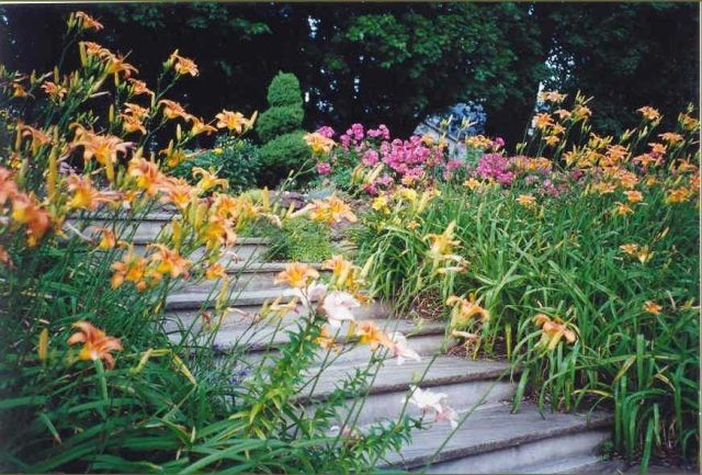 A wooden walkway surrounded by yellow and pink flowers