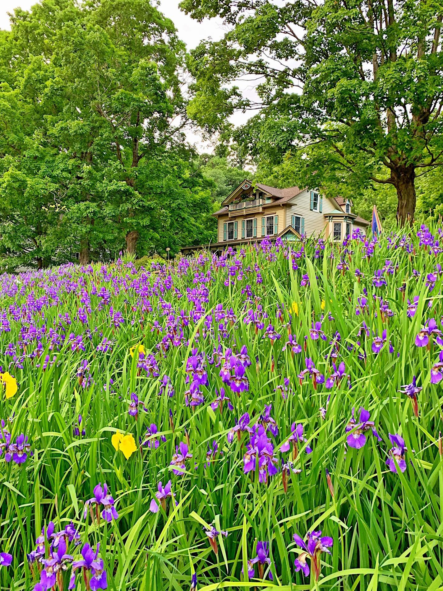 A field of purple flowers and green grass with a house in the background.