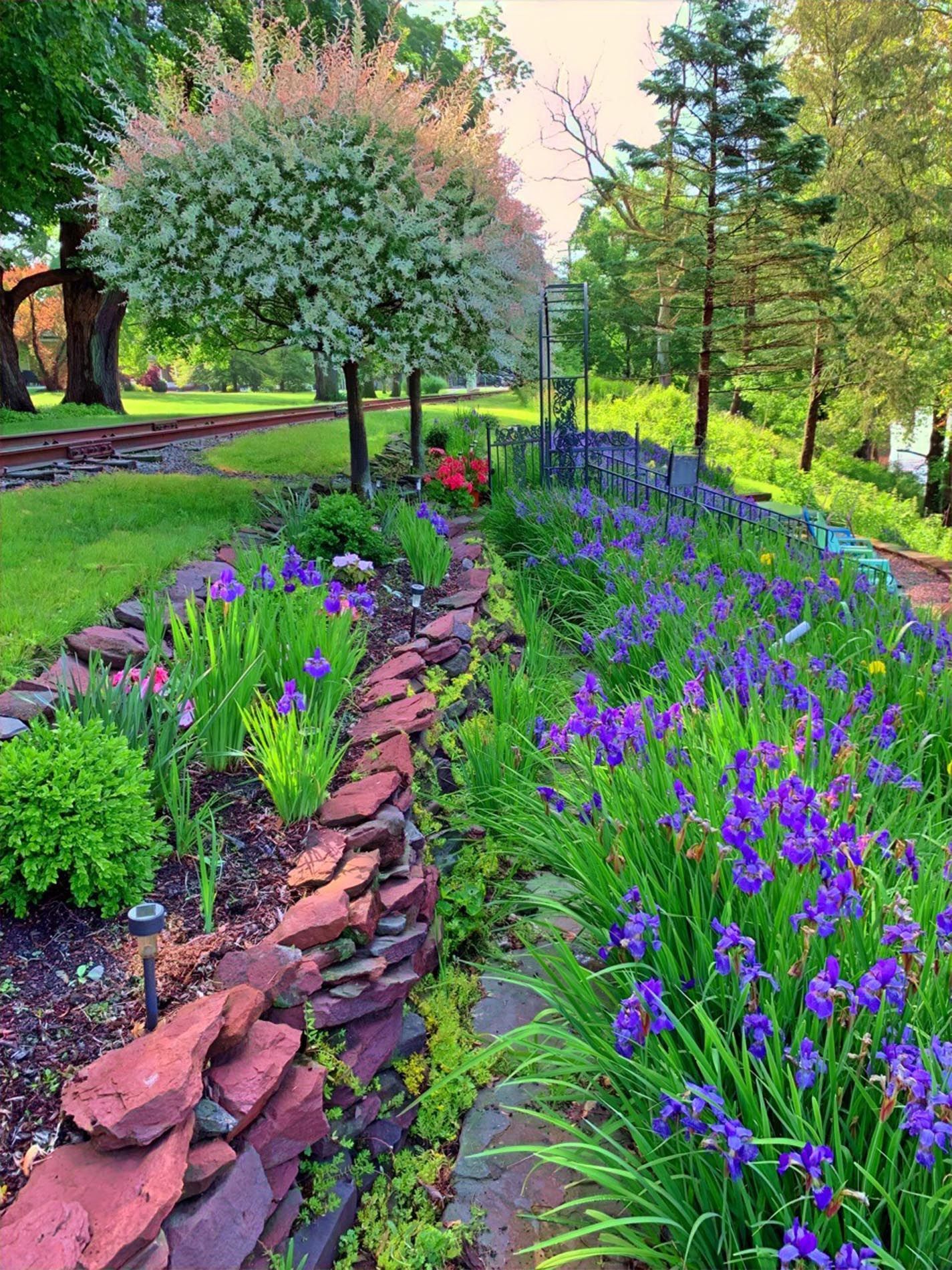A garden filled with purple flowers and green plants
