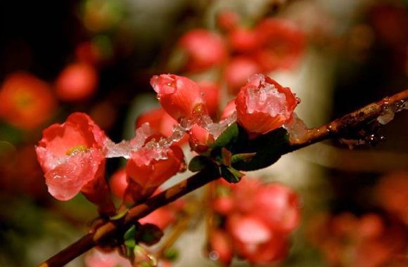 A close up of a red flower with water drops on it.