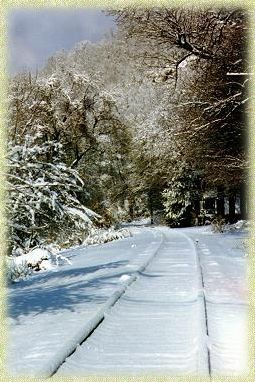 A snowy road with trees on the side of it