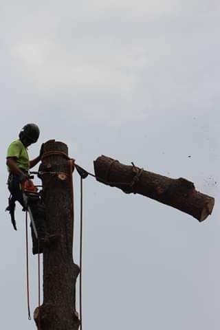 A man is cutting down a tree with a chainsaw.