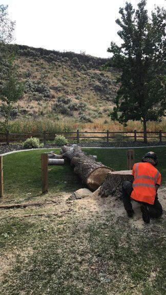 A man is kneeling down next to a large tree stump.