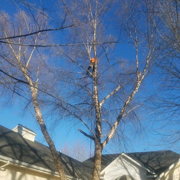 A person is climbing a tree in front of a house.