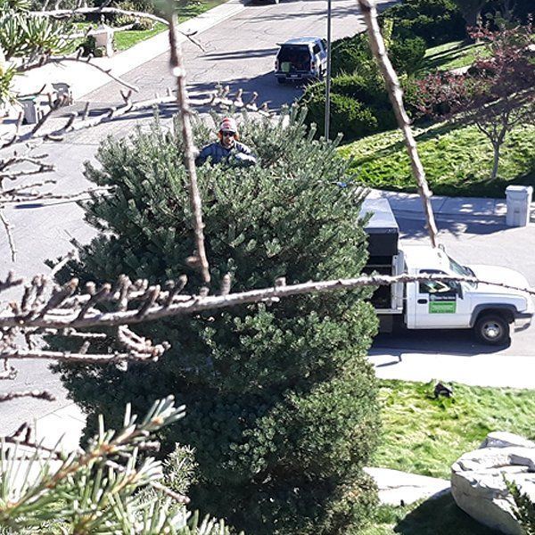 A white truck with a green sticker on the side is parked next to a tree
