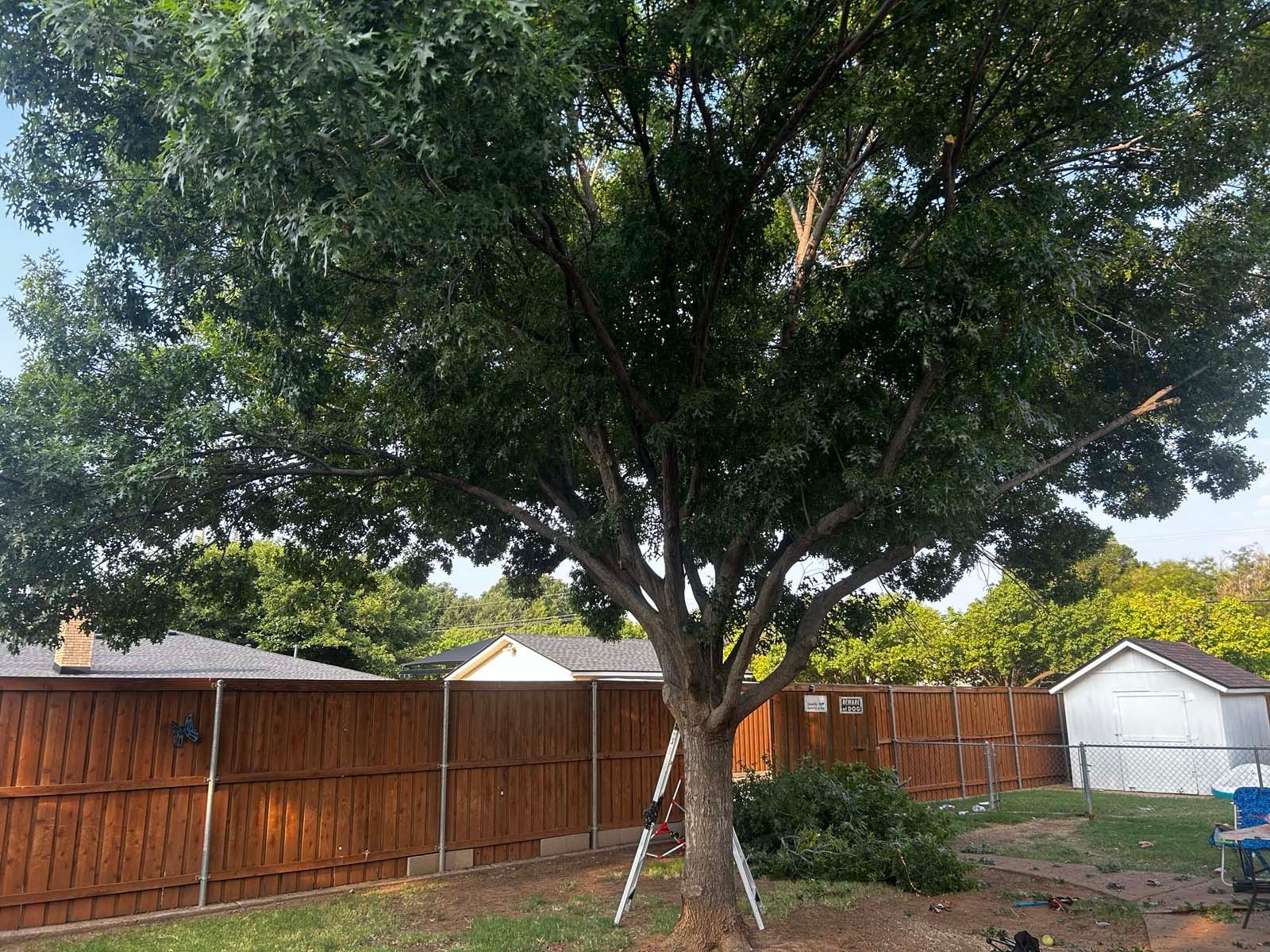 A large tree in a backyard next to a wooden fence.