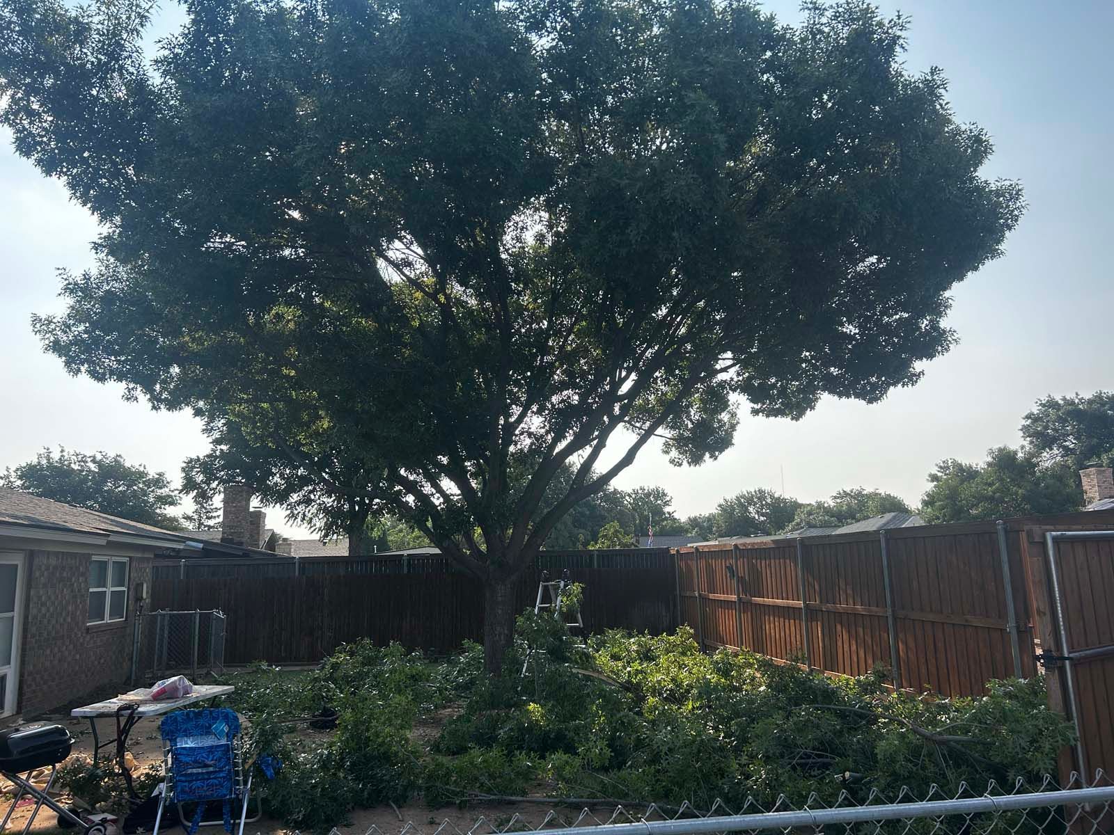 A person is sitting in a chair under a tree in a backyard.