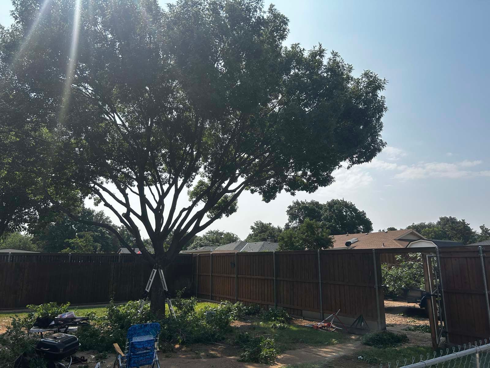 A large tree in a backyard with a fence in the background.