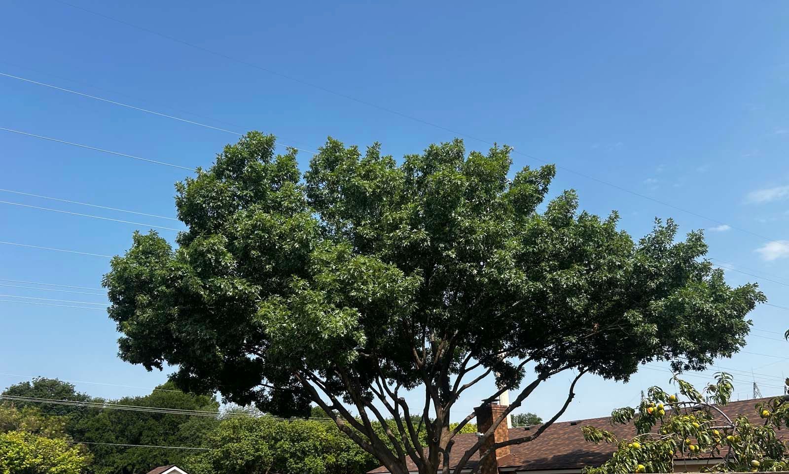 A tree with lots of leaves against a blue sky