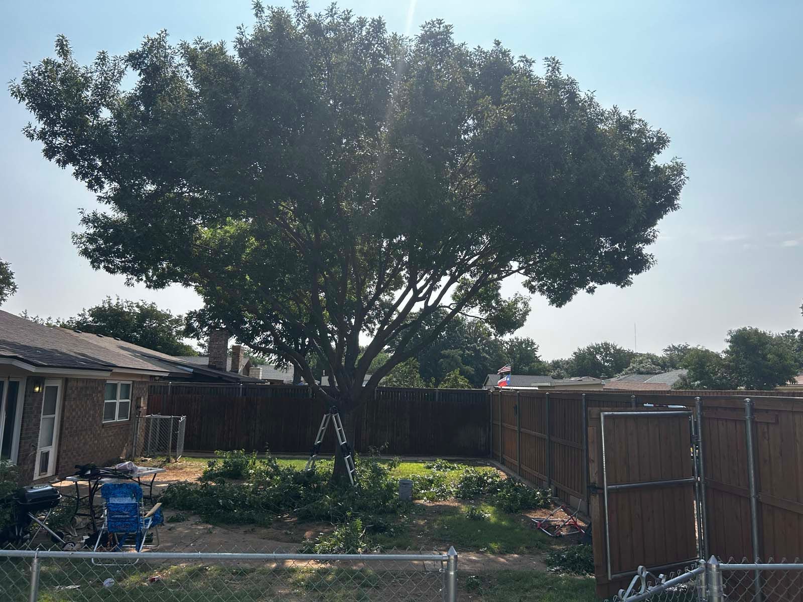 A large tree in the backyard of a house