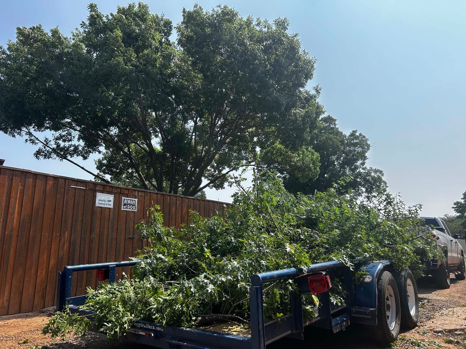 A trailer with a tree on it is parked in front of a wooden fence.