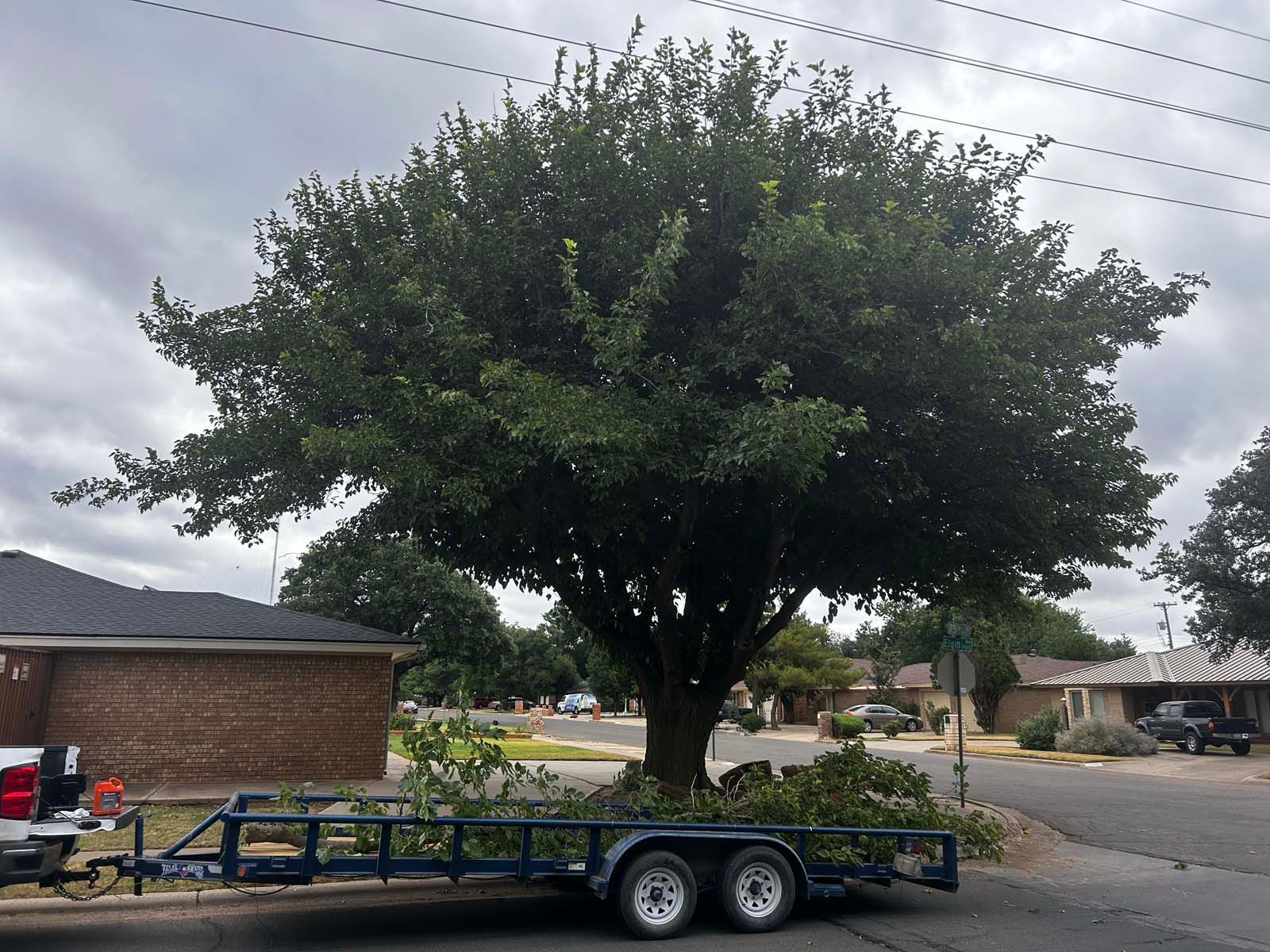 A large tree is on a trailer in front of a house.