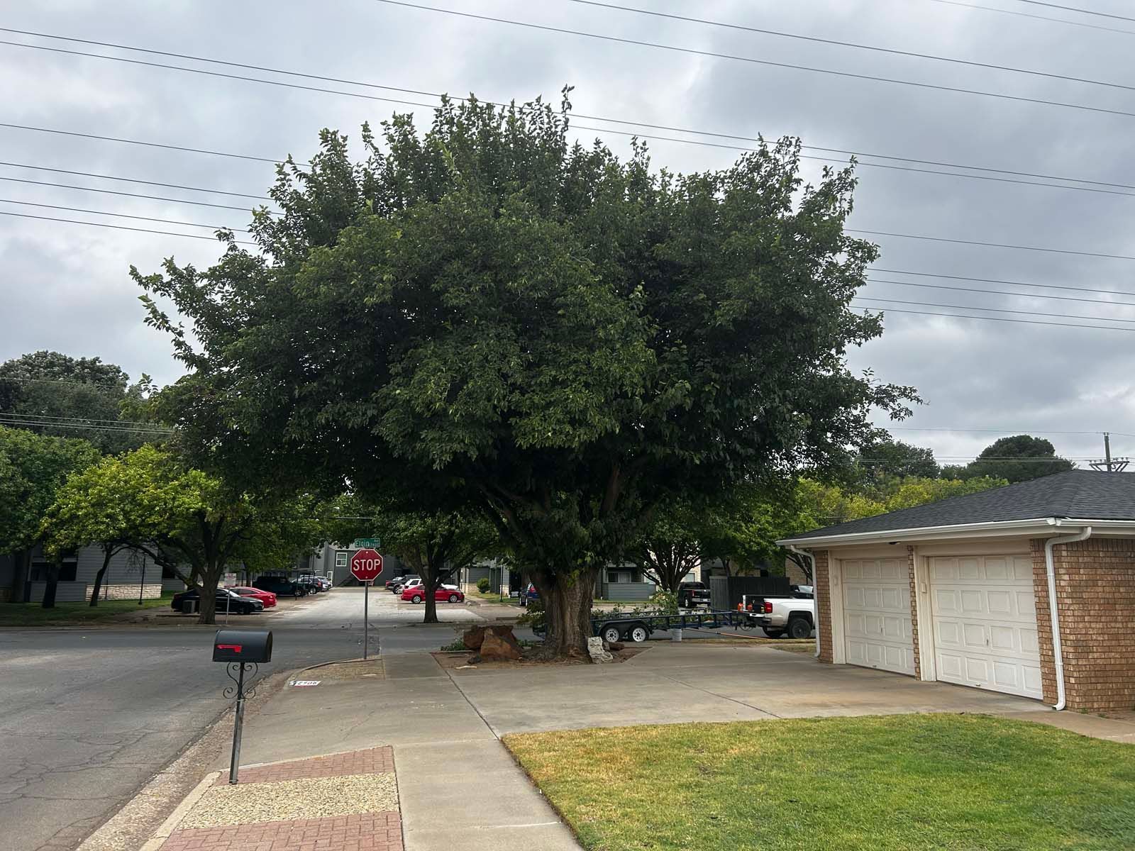 A large tree is in the middle of a residential street