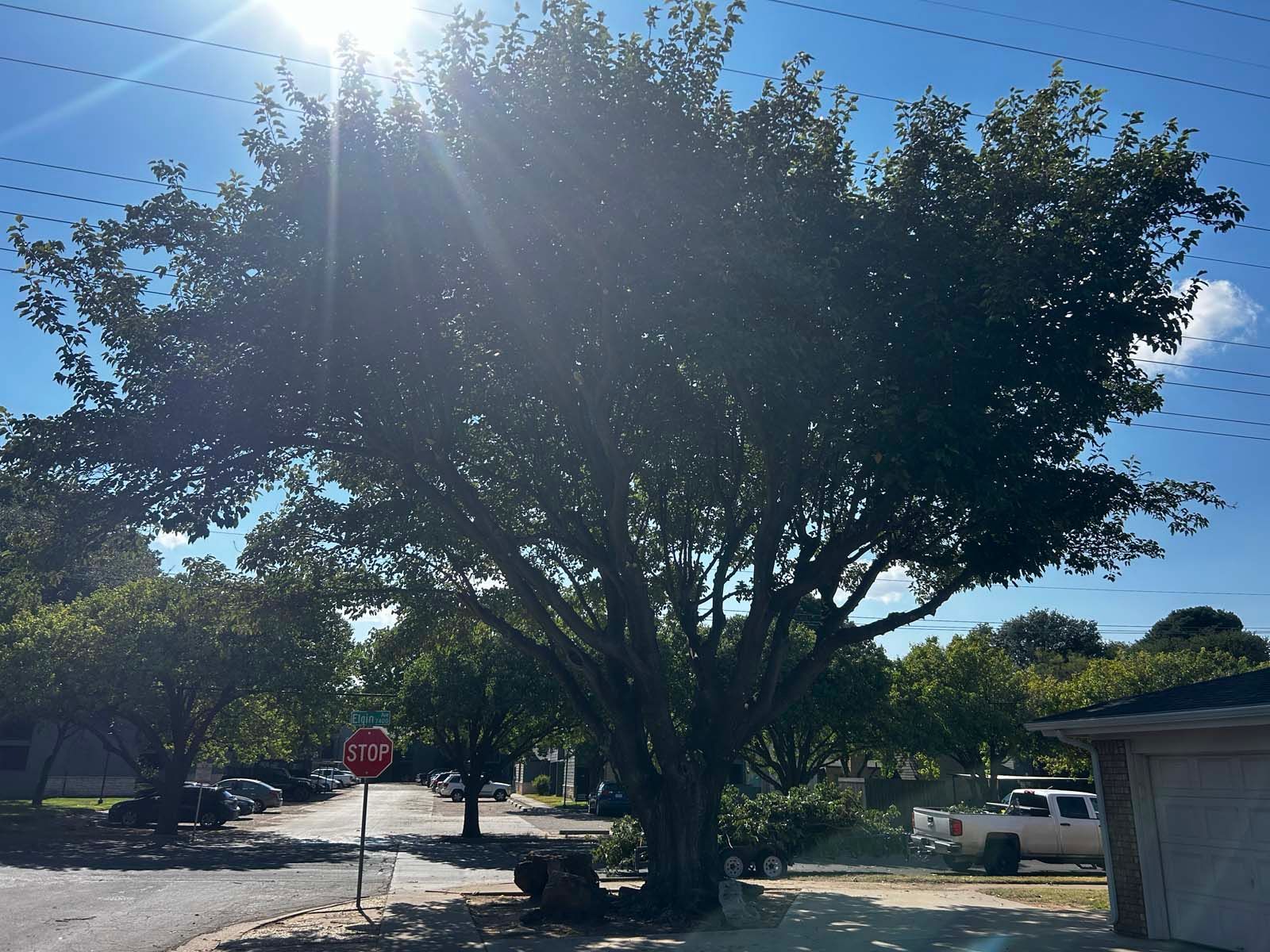 A stop sign is in front of a large tree