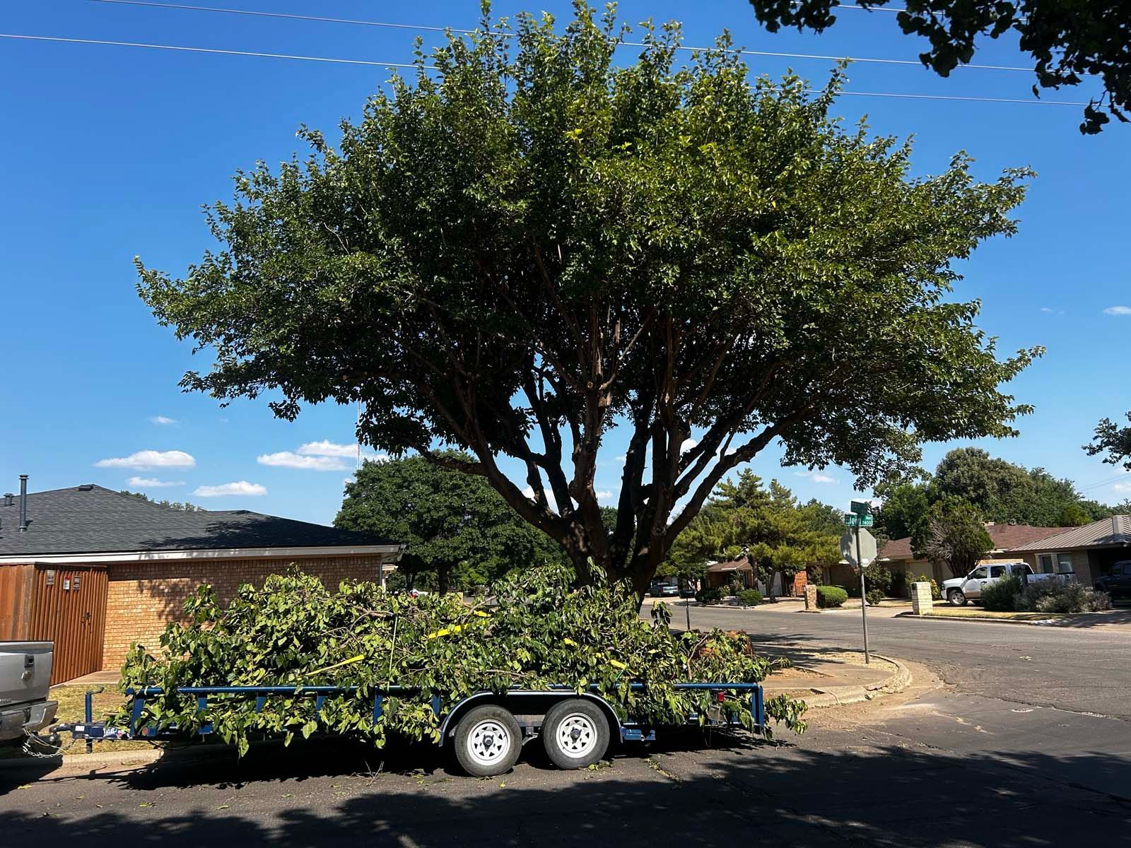 A tree on a trailer in a residential area