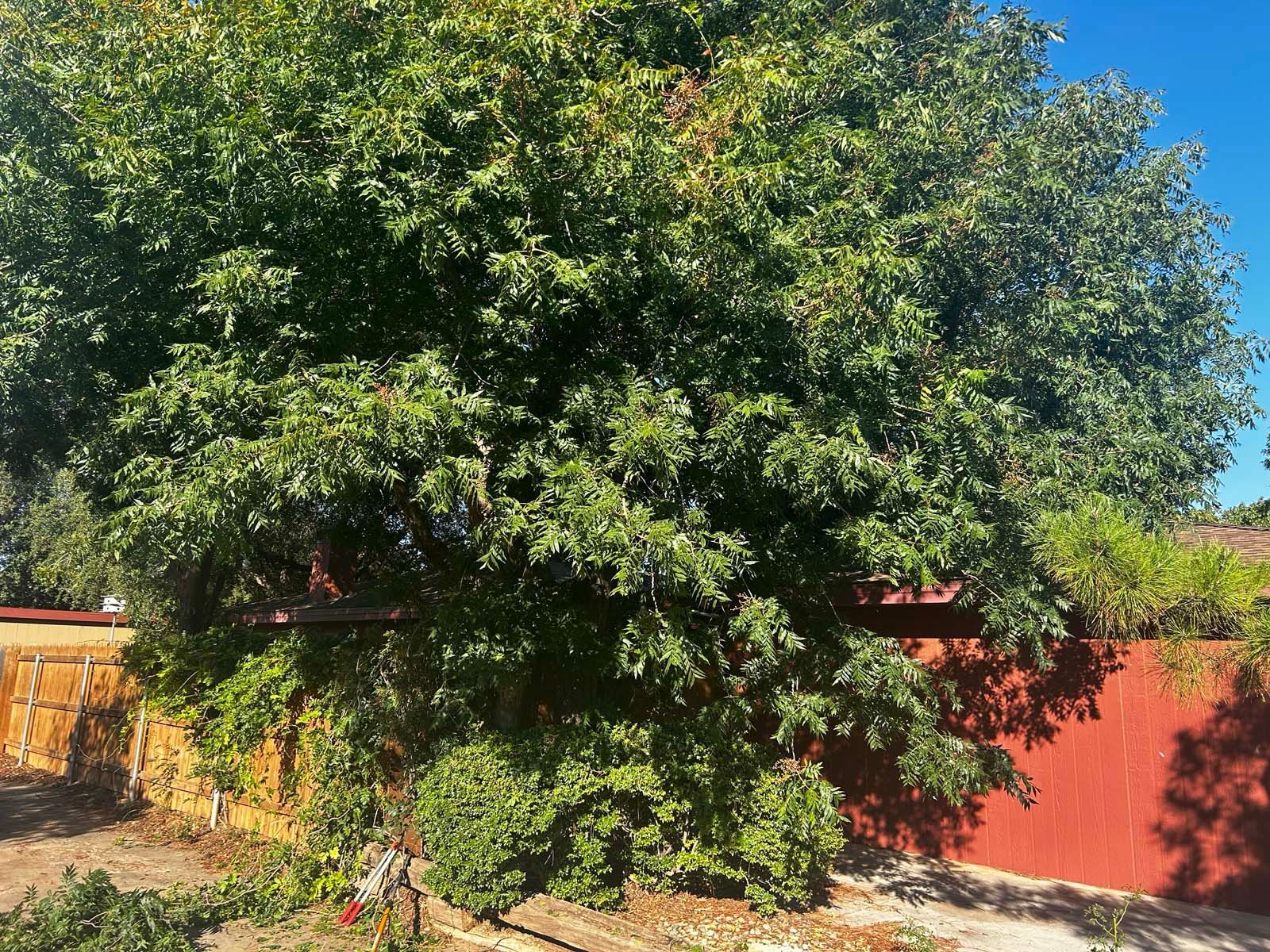 A large tree is growing in front of a red fence.