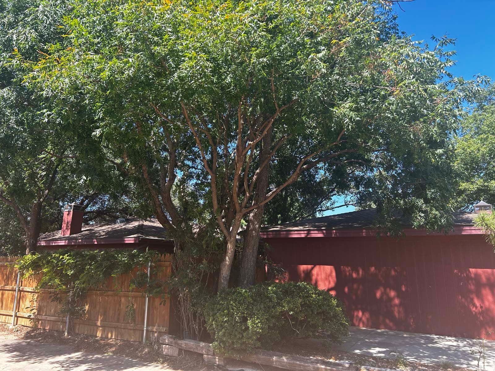 A large tree is in front of a red house.