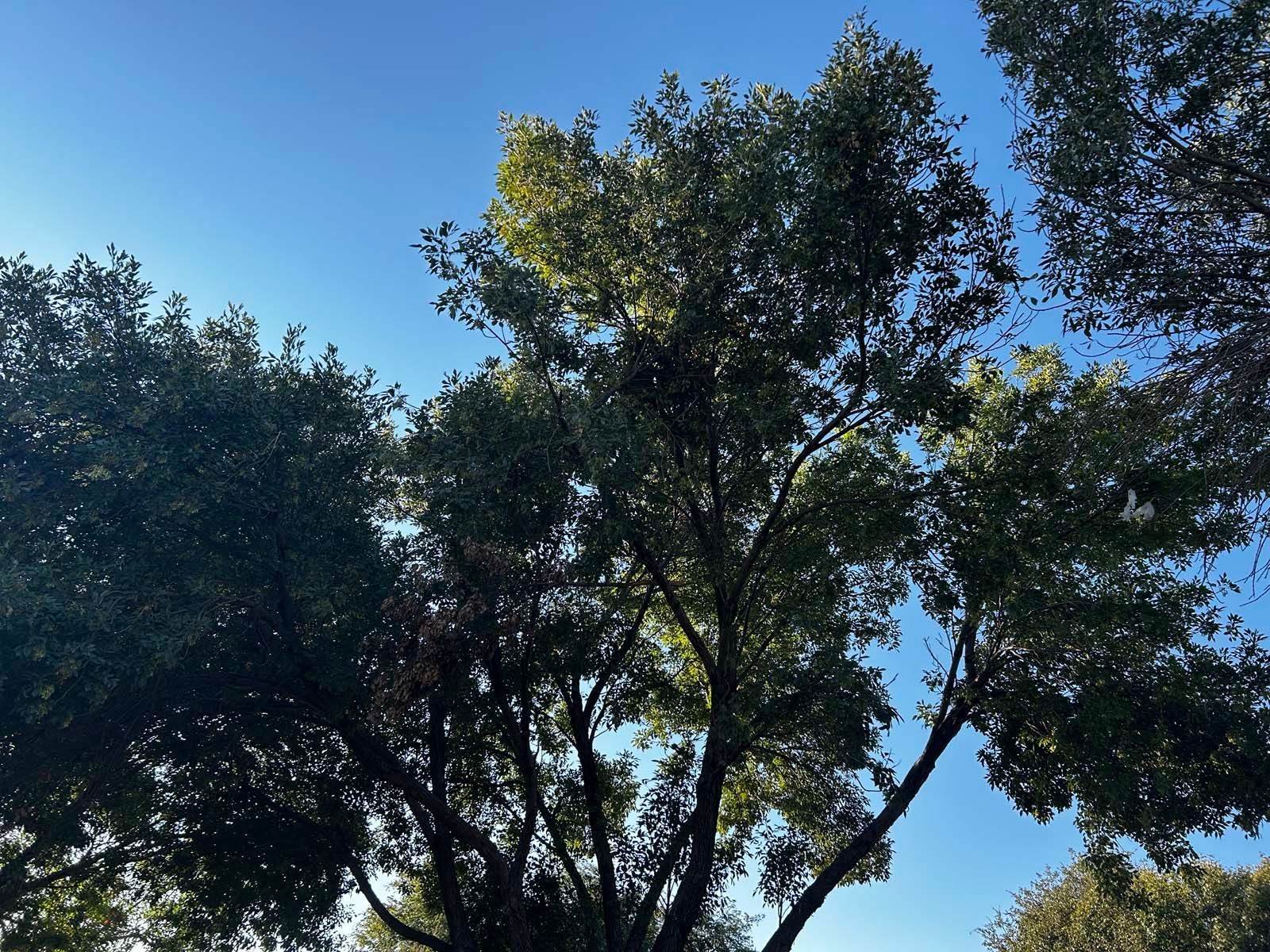 Looking up at a tree with a blue sky in the background