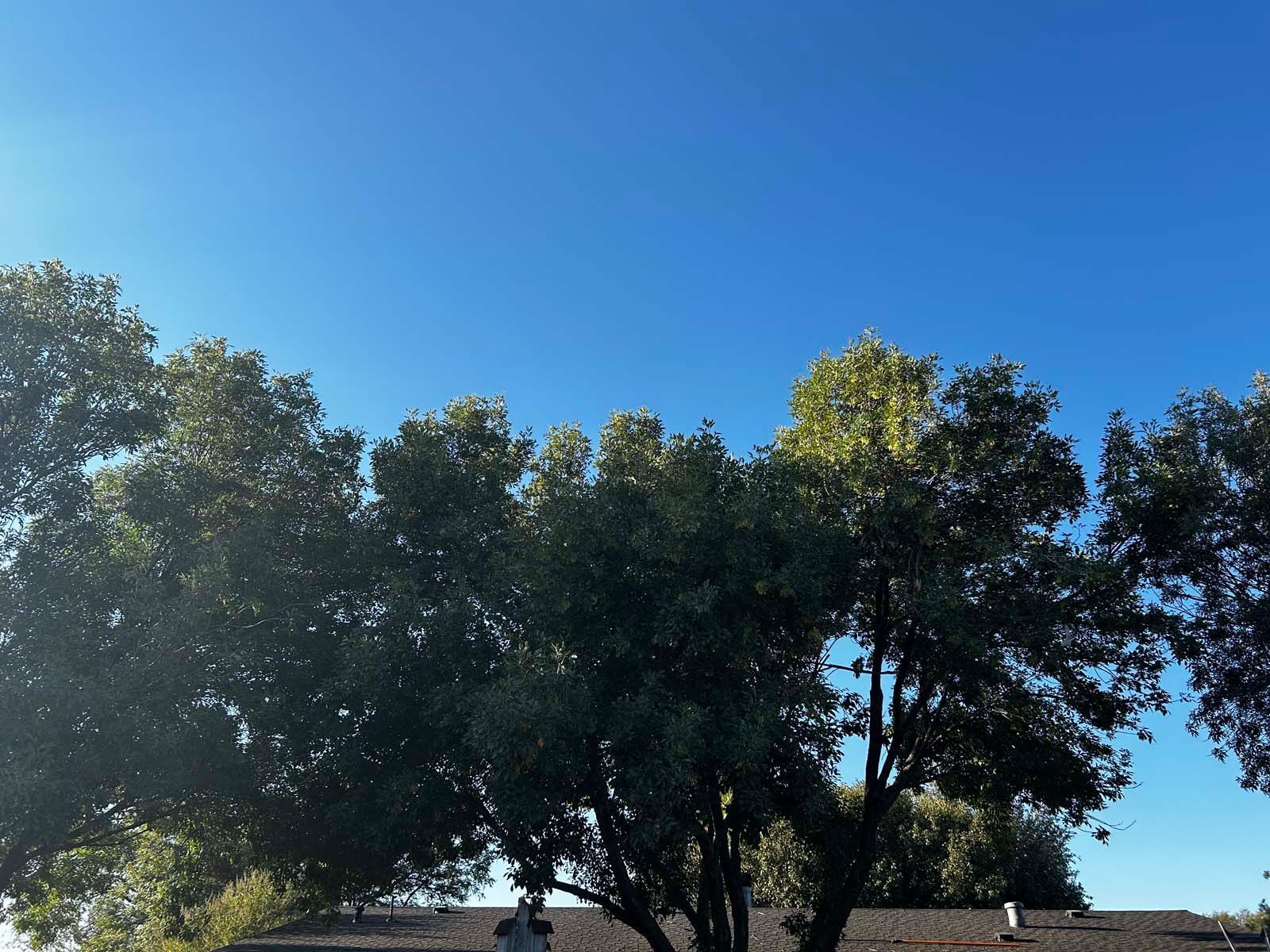 A row of trees with a blue sky in the background