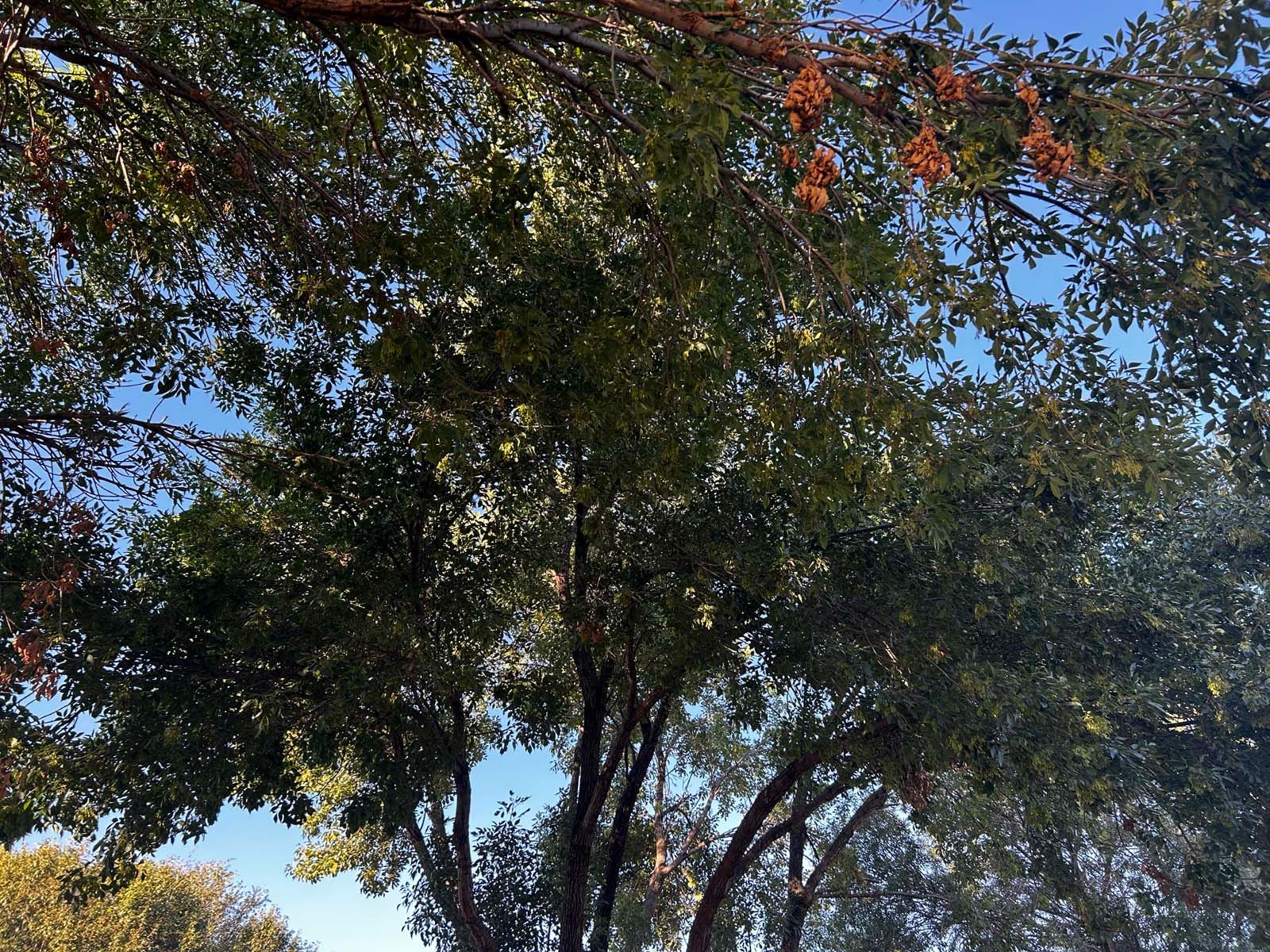 A tree with lots of leaves against a blue sky