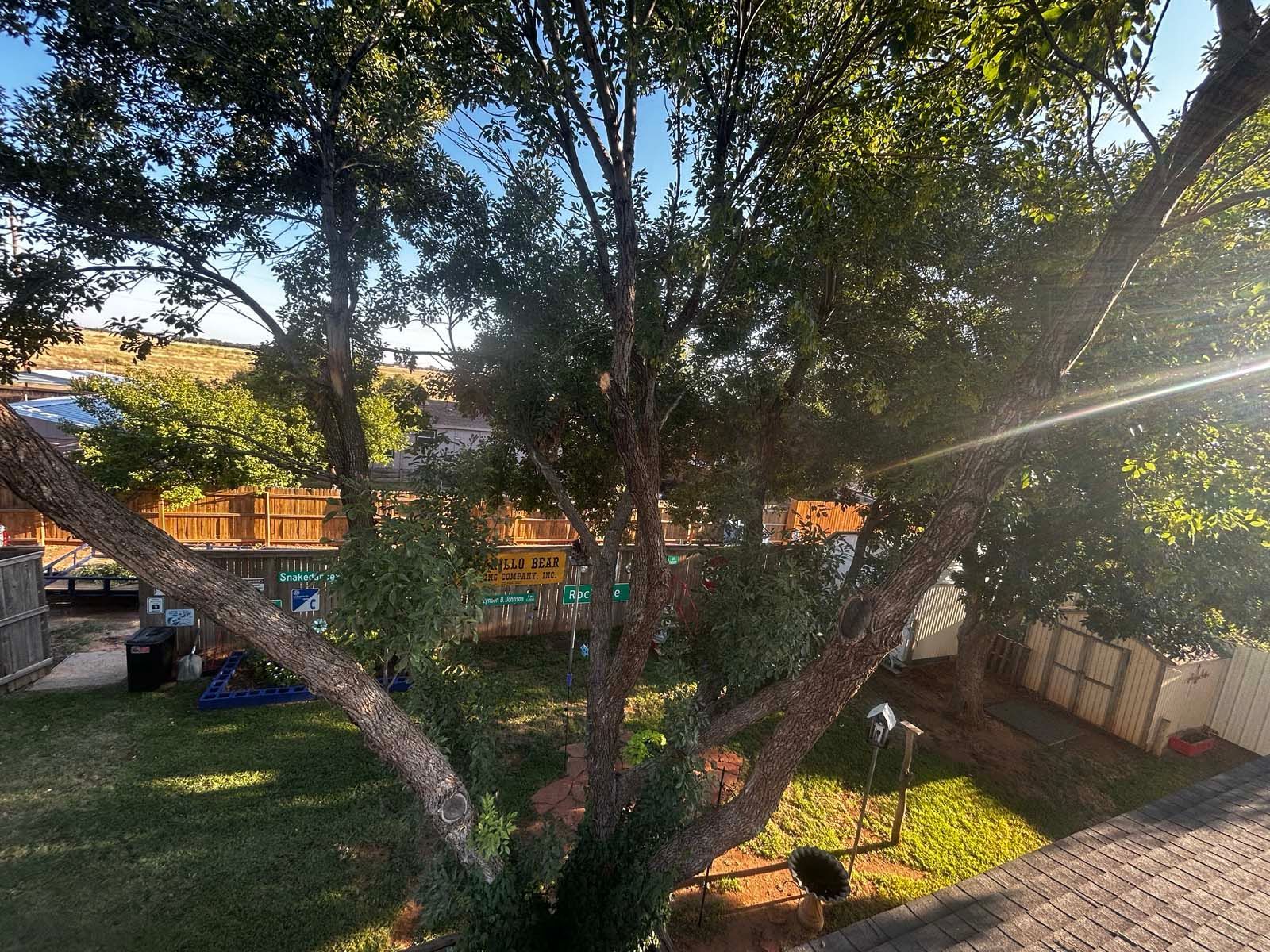 A tree in the middle of a yard with a fence in the background.