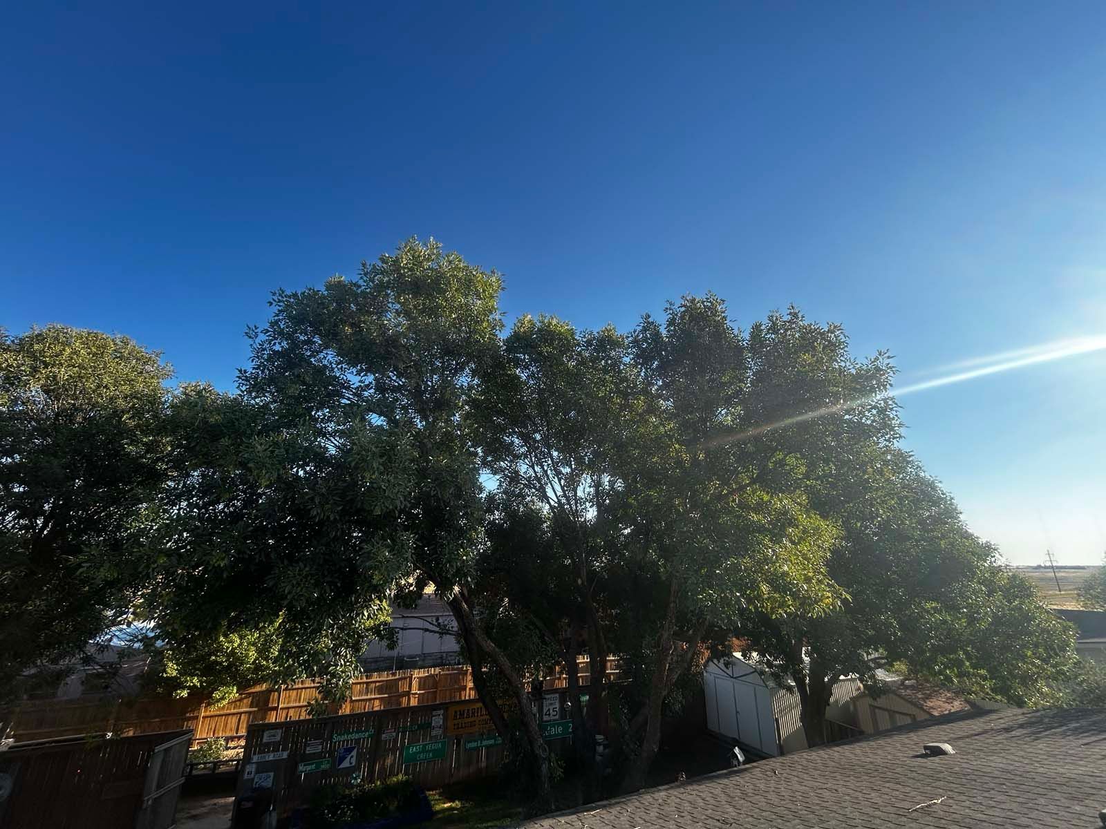 A row of trees with a blue sky in the background