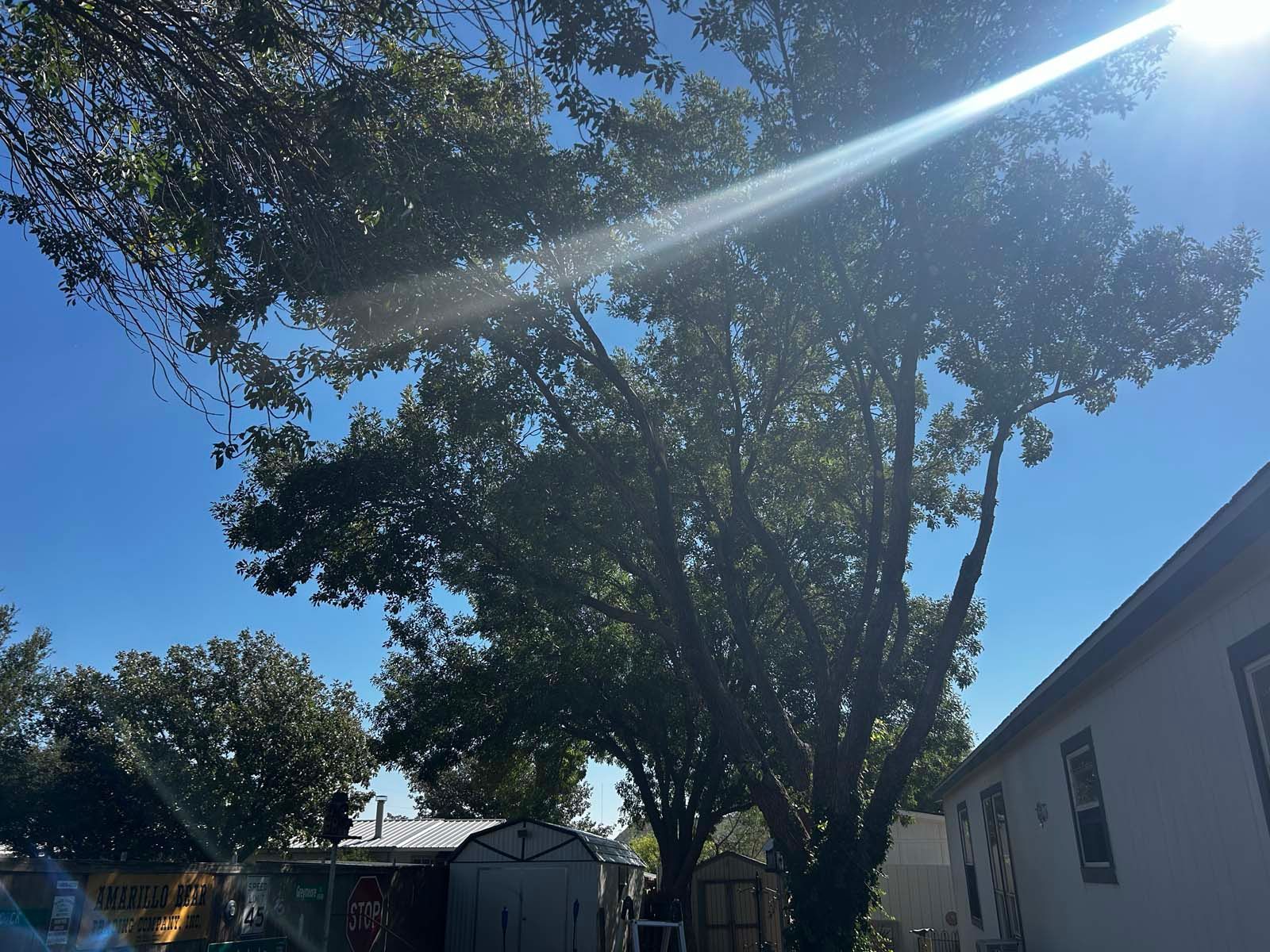 The sun is shining through the branches of a tree in front of a house.