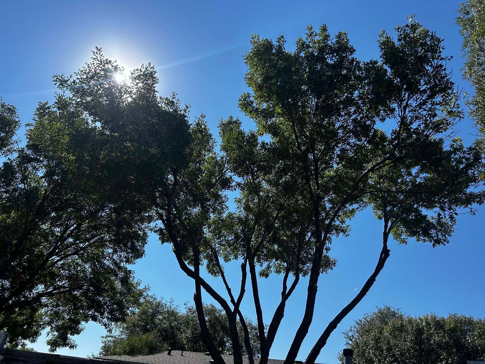 The sun is shining through the trees on a sunny day
