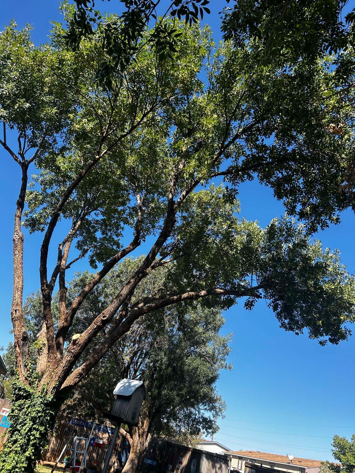 A tree with lots of branches and leaves against a blue sky.