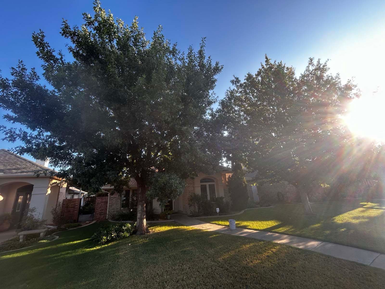 The sun is shining through the trees in front of a house