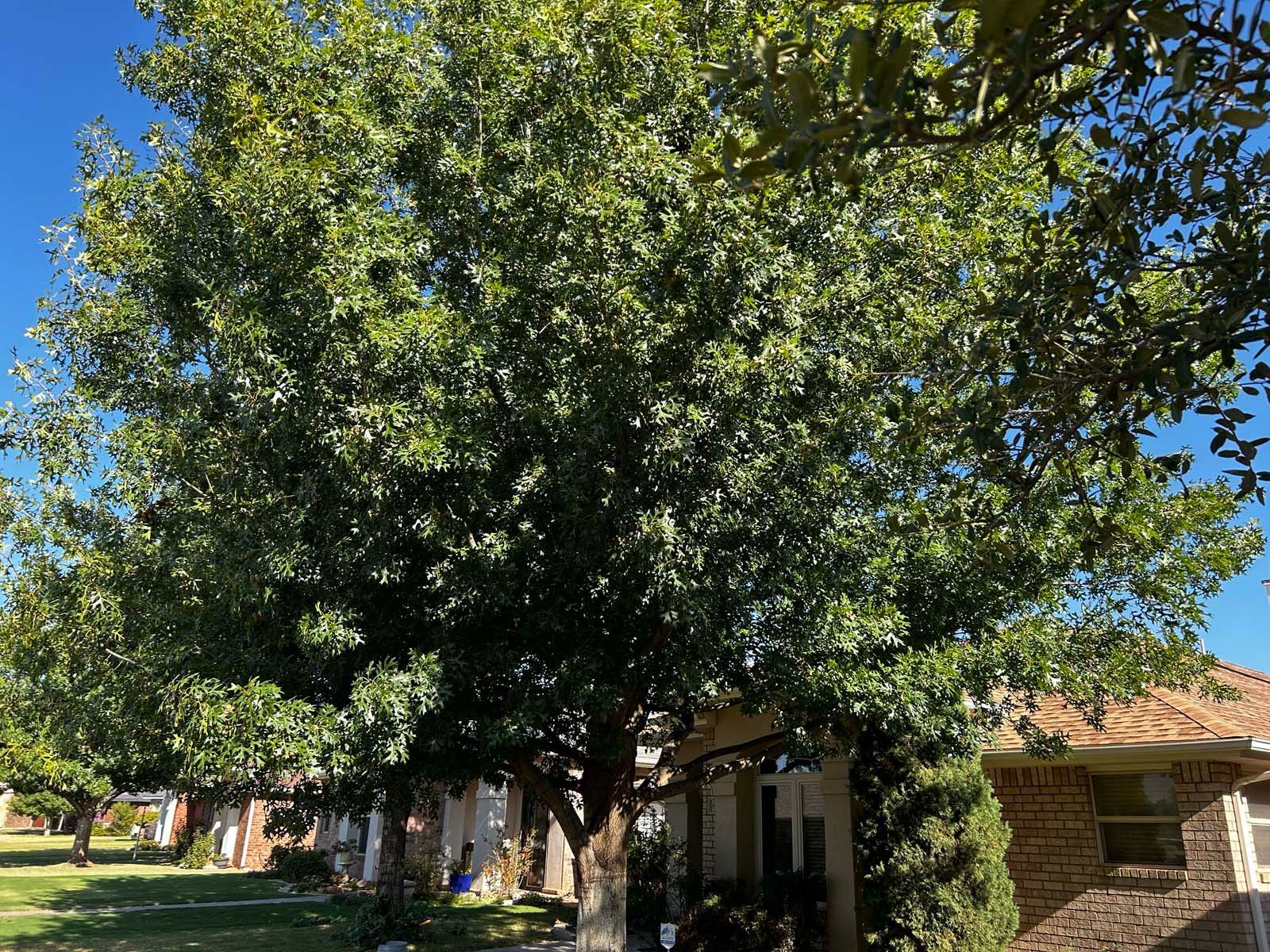 A large tree is in front of a brick house.