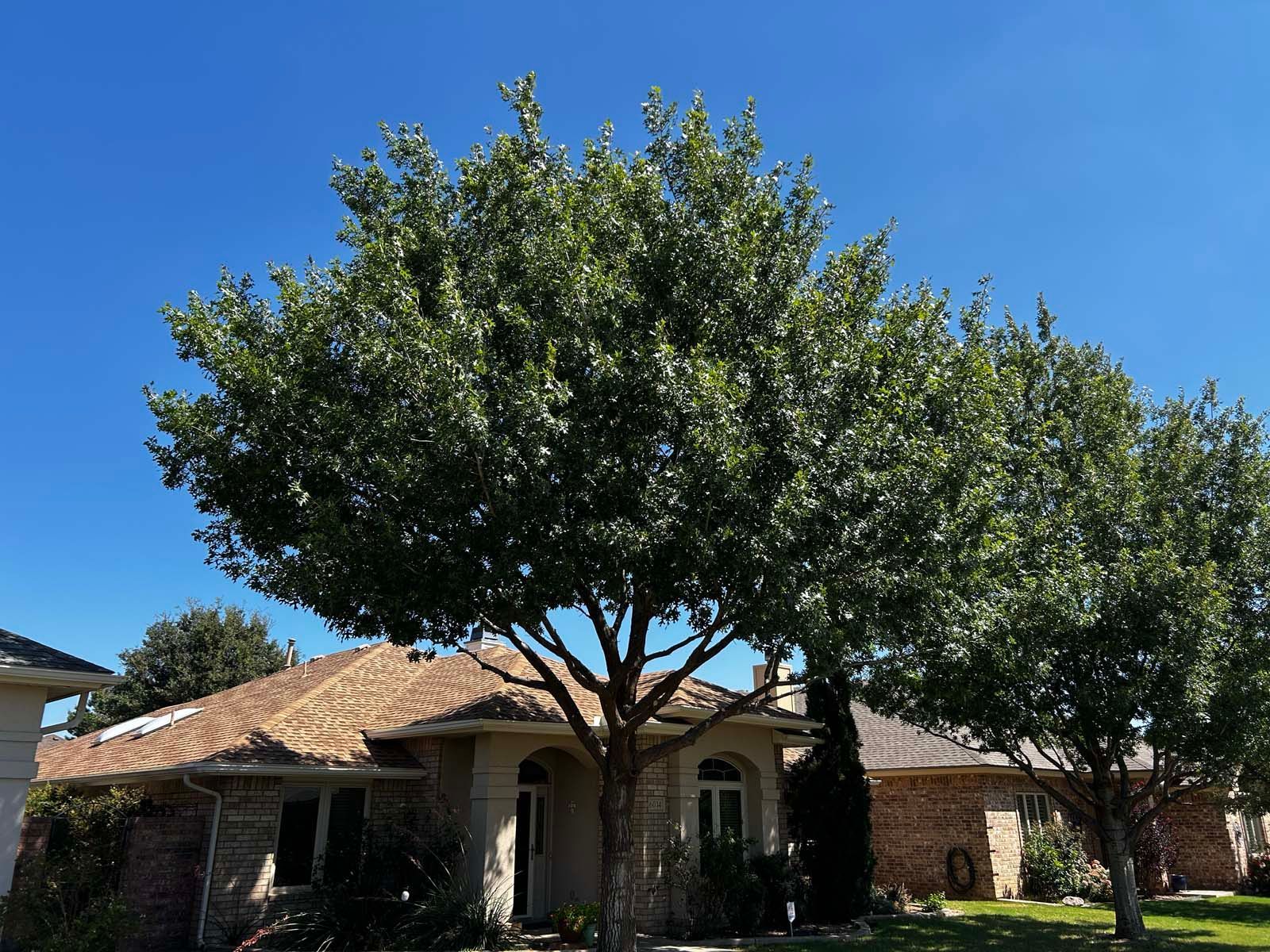 A house with a large tree in front of it