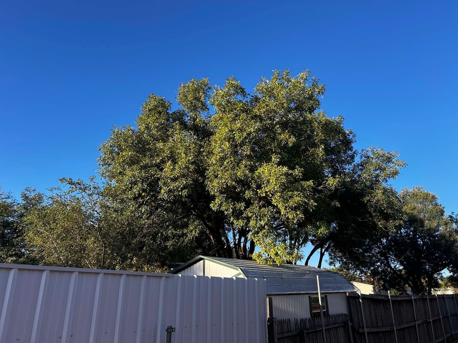 A fence with a tree in the background and a blue sky