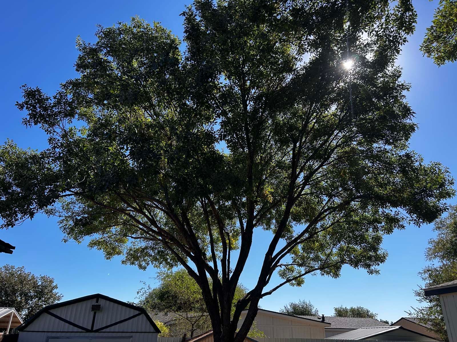 The sun is shining through the branches of a tree