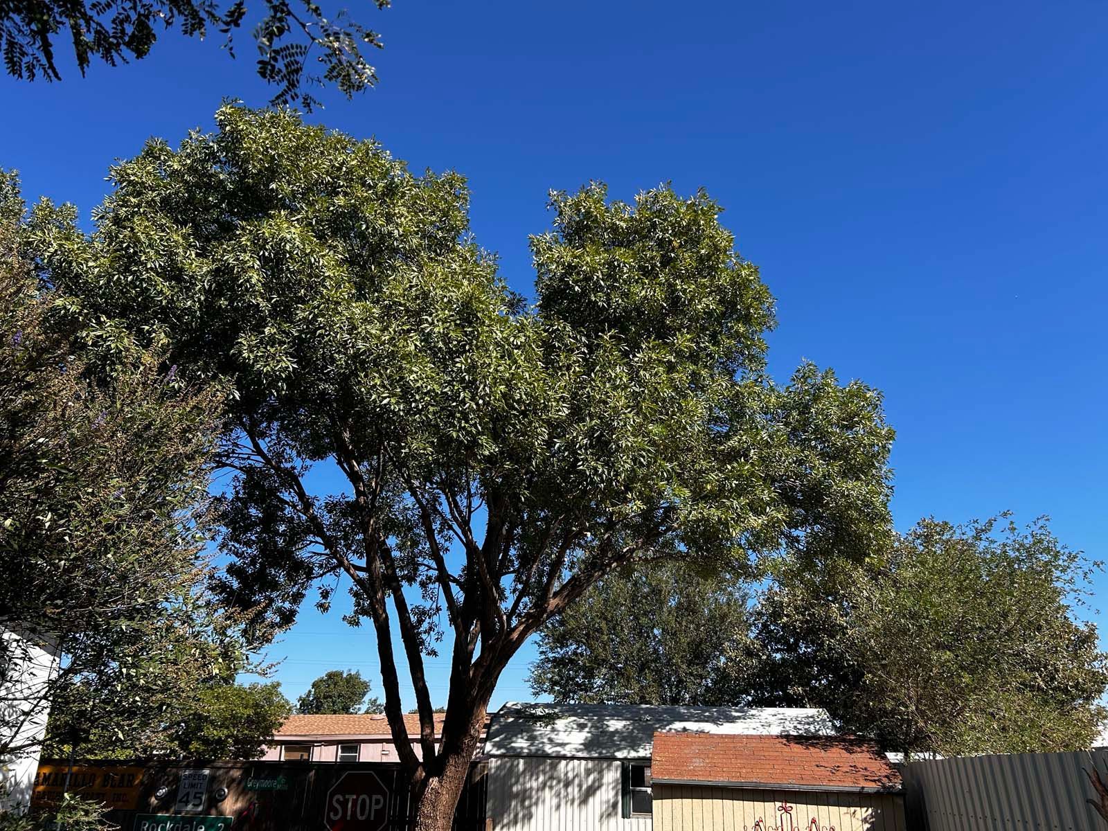 A tree in front of a house with a blue sky in the background
