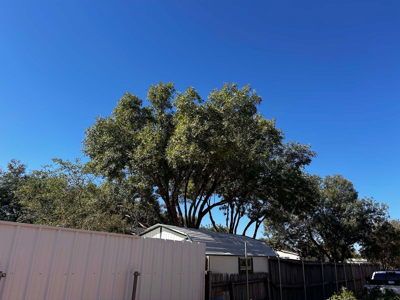 A tree with lots of leaves is standing in front of a house.