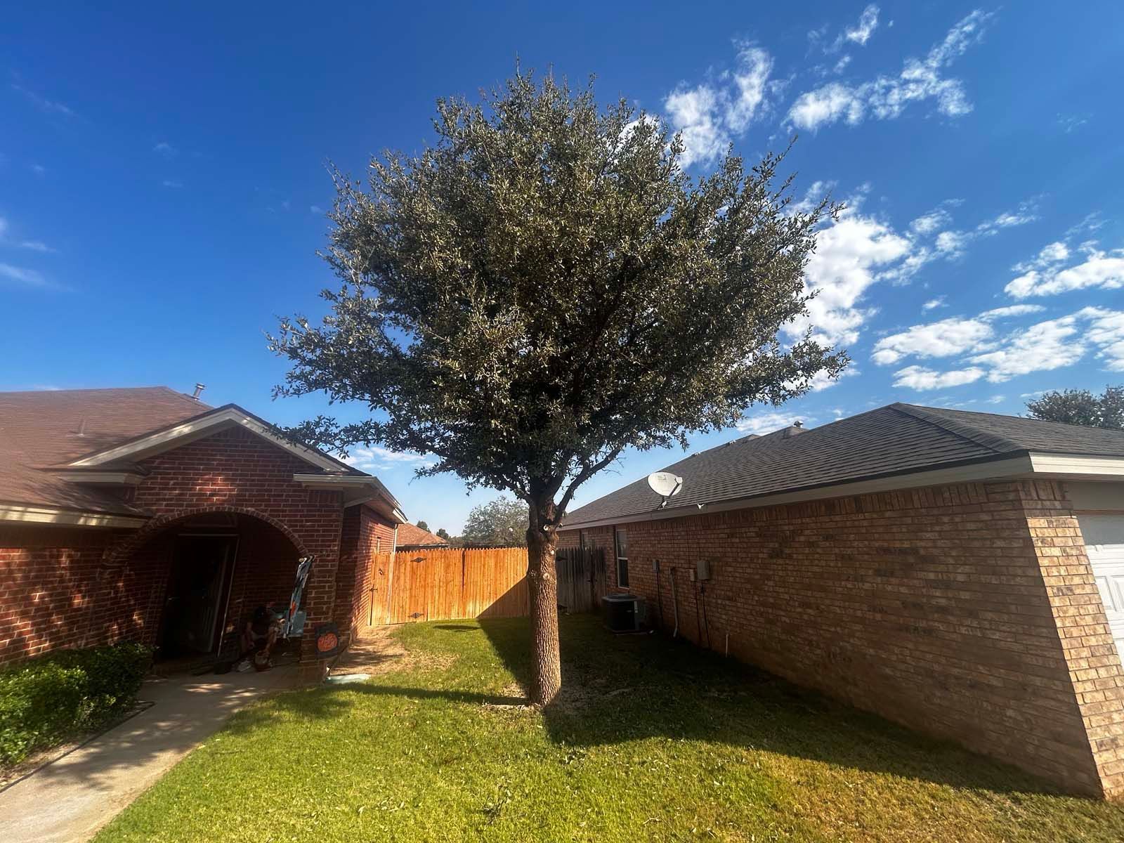 A tree in front of a brick house on a sunny day.