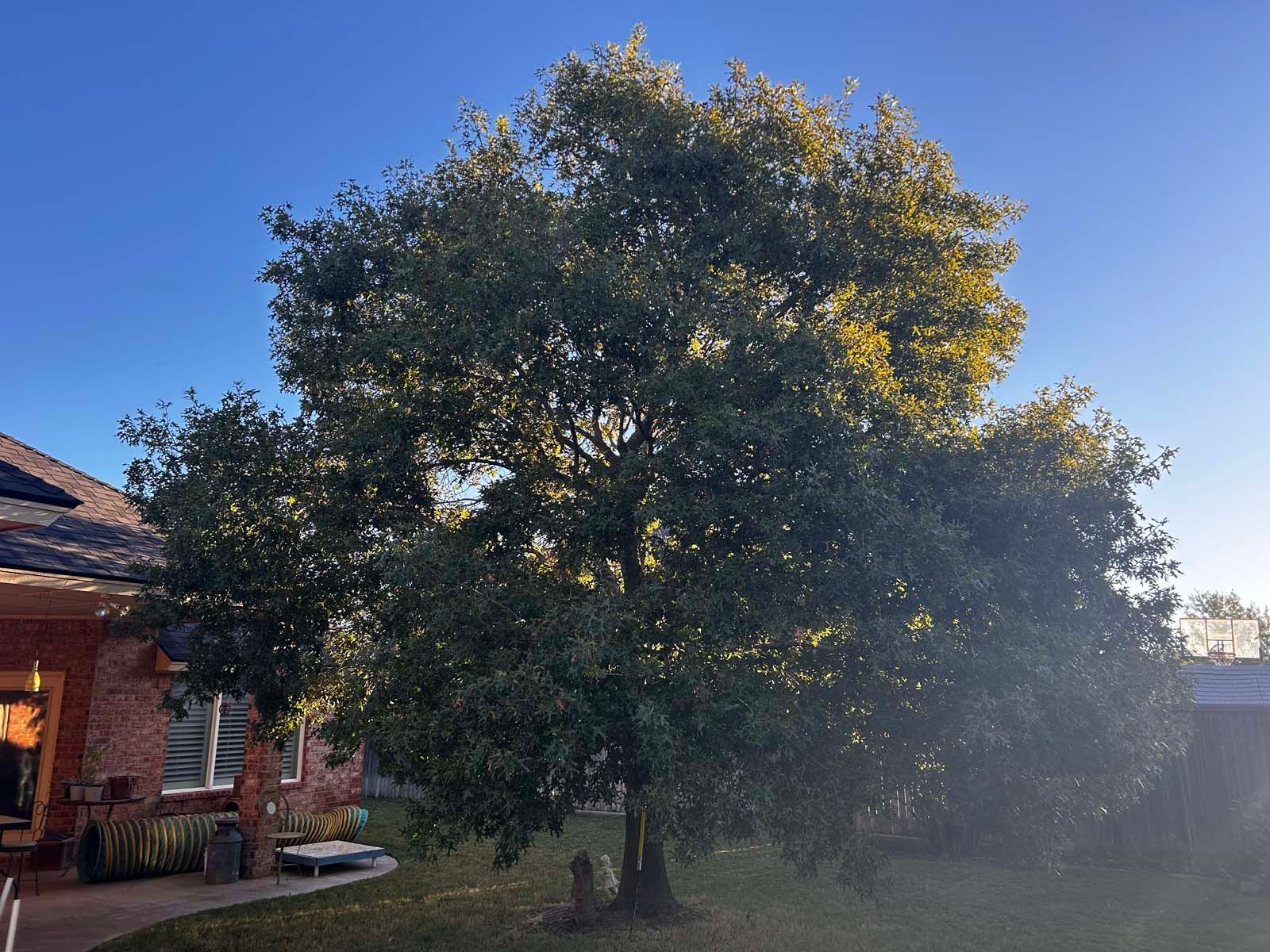 A large tree in front of a house with a blue sky in the background.