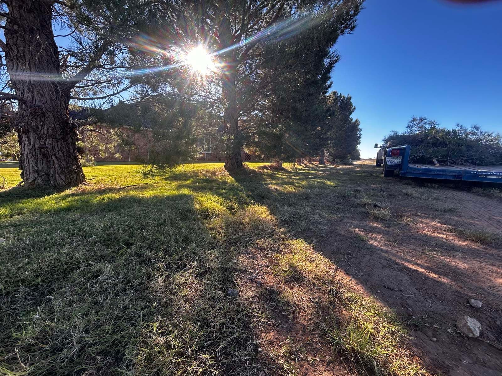 The sun is shining through the trees on a sunny day